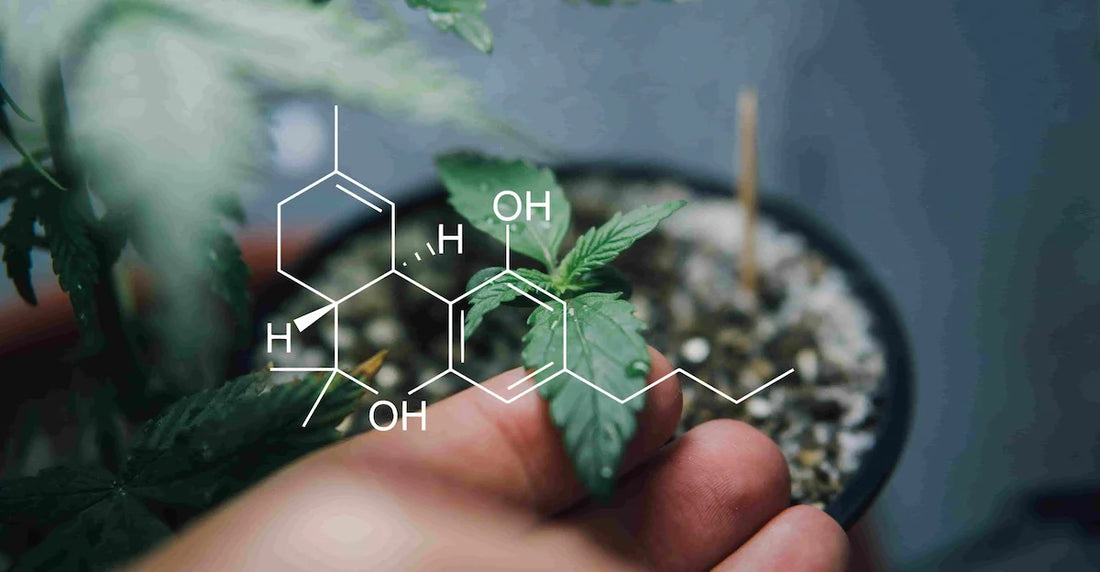What is CBD